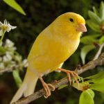 Delicious Human Foods That Can Become Food For Pet Birds