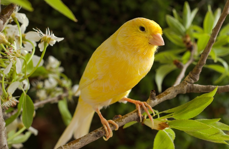 Delicious Human Foods That Can Become Food For Pet Birds