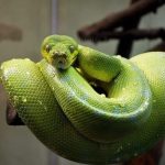 Does A Snake Make A Good Pet?