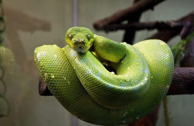 Does A Snake Make A Good Pet?
