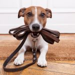 Dog Insurance Plan From Healthy Paws- Reasons To Consider