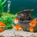 Fish Food & Fish Tank Decoration Essentials