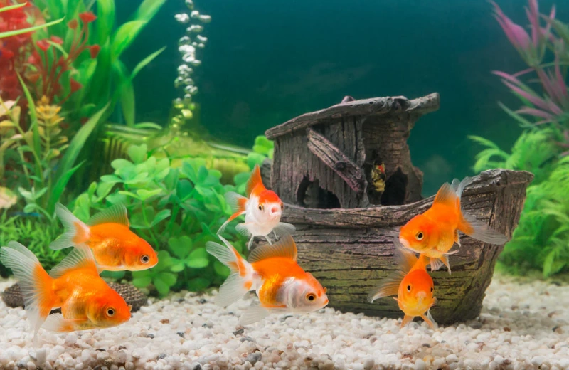 Fish Food & Fish Tank Decoration Essentials