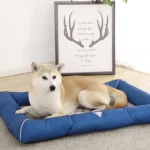 Five Different Types Of Dog Beds