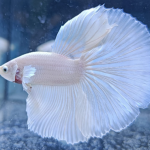 Four Kinds Of Betta Fish