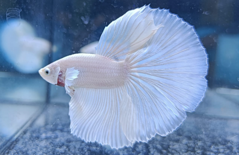 Four Kinds Of Betta Fish