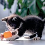 Four Things That Cats Do Most On A Daily Basis