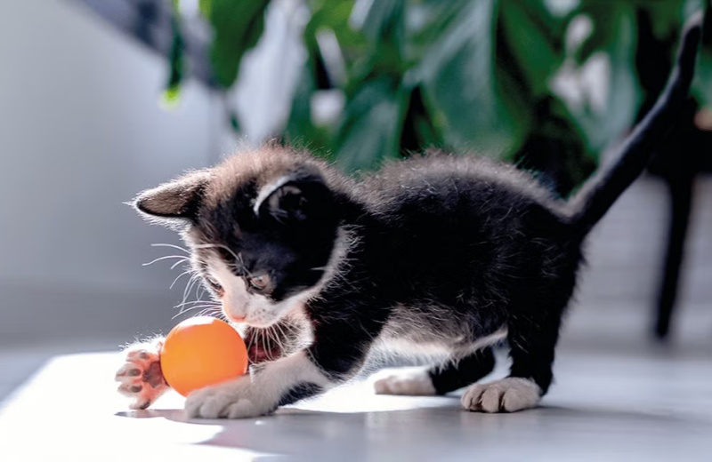 Four Things That Cats Do Most On A Daily Basis