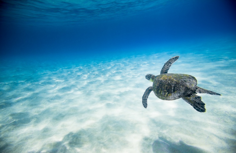 Frequently Asked Questions About Sea Turtles