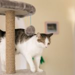 Great Advantages Of Cat Tree Tower