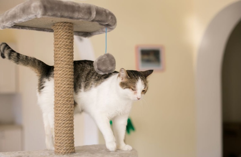 Great Advantages Of Cat Tree Tower