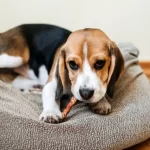 How To Choose A Good Dog Teething Stick