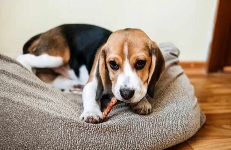 How To Choose A Good Dog Teething Stick