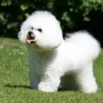 How To Choose Good Dog Supplements
