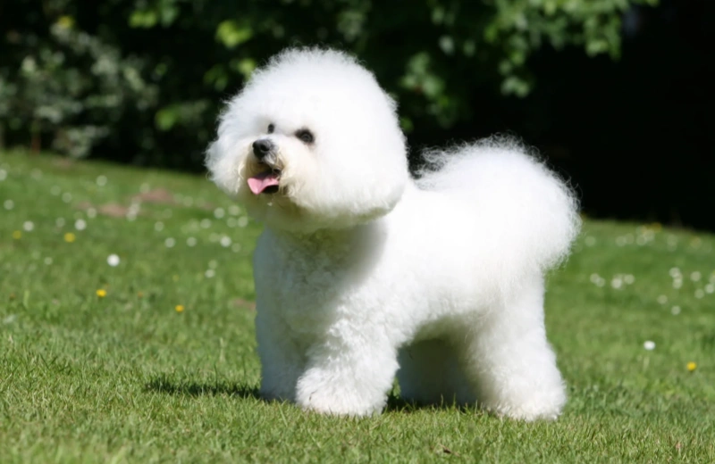 How To Choose Good Dog Supplements