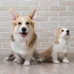 Know How Dog Insurance Works For Benefits To Your Pet