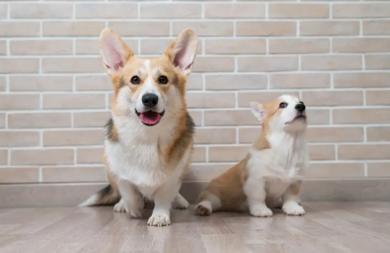 Know How Dog Insurance Works For Benefits To Your Pet