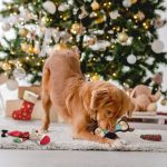 Large Dog Toy Stocking, A Great Holiday Gift For Your Furry Friend