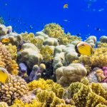 Largest Collection Of Coral Reefs In The World