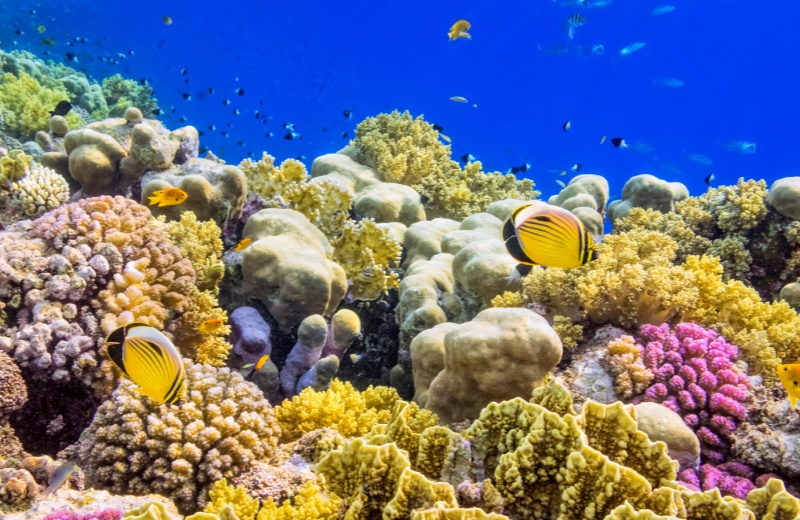 Largest Collection Of Coral Reefs In The World