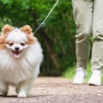 Precautions For Walking Your Dog