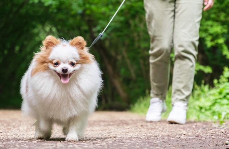 Precautions For Walking Your Dog