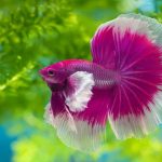 Siamese Fighter – A Thing Of Beauty