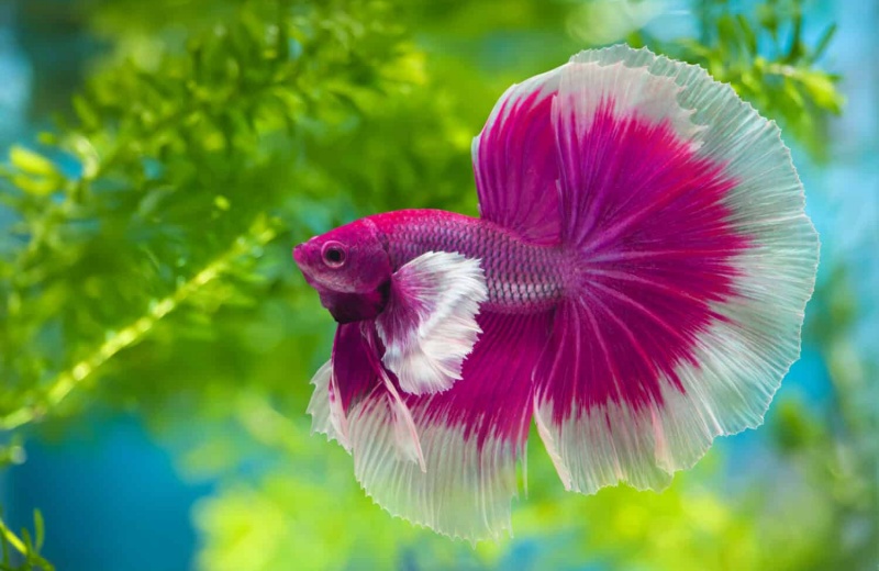 Siamese Fighter – A Thing Of Beauty