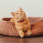 Some Tried-and-true Ways To Calm Your Cat