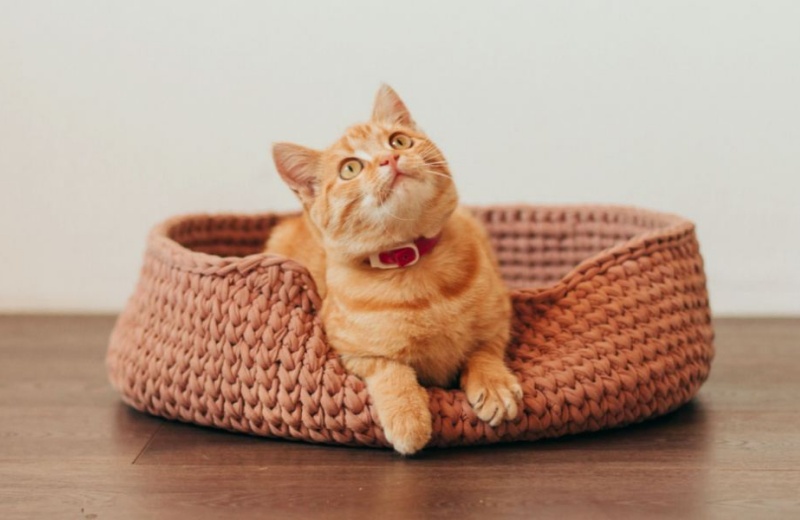Some Tried-and-true Ways To Calm Your Cat