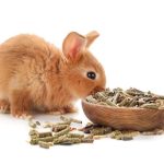 The Advantages Of Premium Rabbit Food