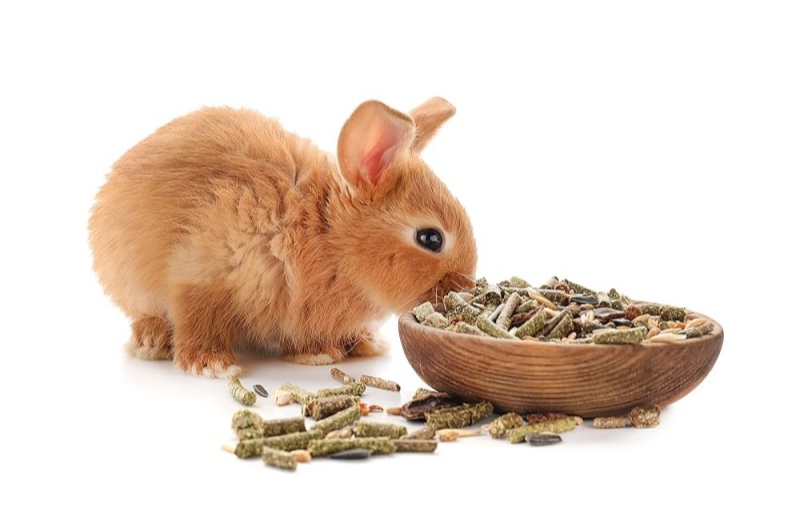The Advantages Of Premium Rabbit Food
