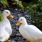 The Method Of Raising Pet Duck