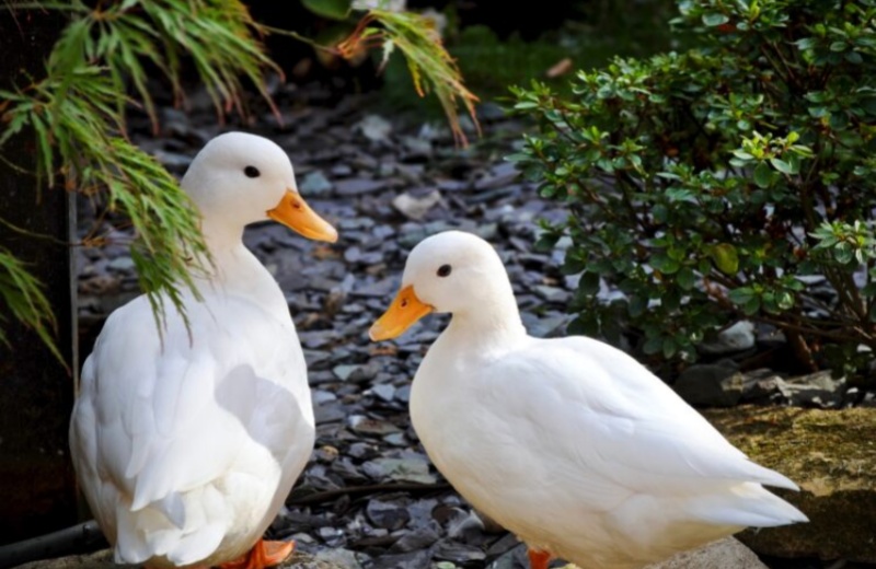 The Method Of Raising Pet Duck