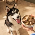 The Right Treats Will Help Your Dog Train Faster And Better