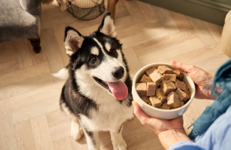 The Right Treats Will Help Your Dog Train Faster And Better