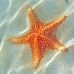 Three Types Of Suitable Saltwater Starfish