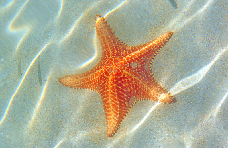 Three Types Of Suitable Saltwater Starfish