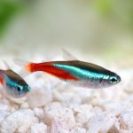 Two Common Fishes In Fish Aquarium