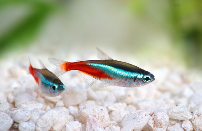 Two Common Fishes In Fish Aquarium
