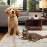 Understand More About Pet Insurance Types