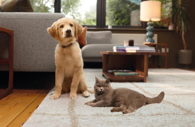 Understand More About Pet Insurance Types