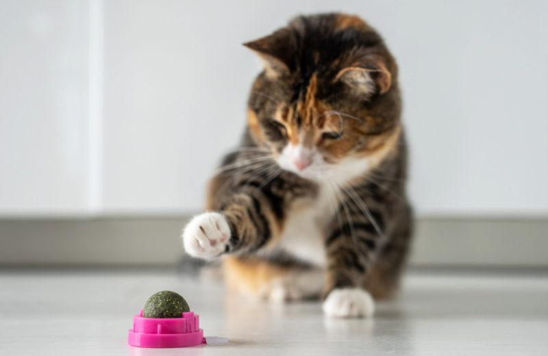 Vet-recommended Catnip, A Great Toy, And Treat For Both Cats & Kittens