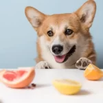 Vitamins And Their Benefits For Dogs