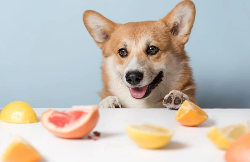 Vitamins And Their Benefits For Dogs