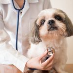 Ways To Do Daily Physical Exams For Your Dog