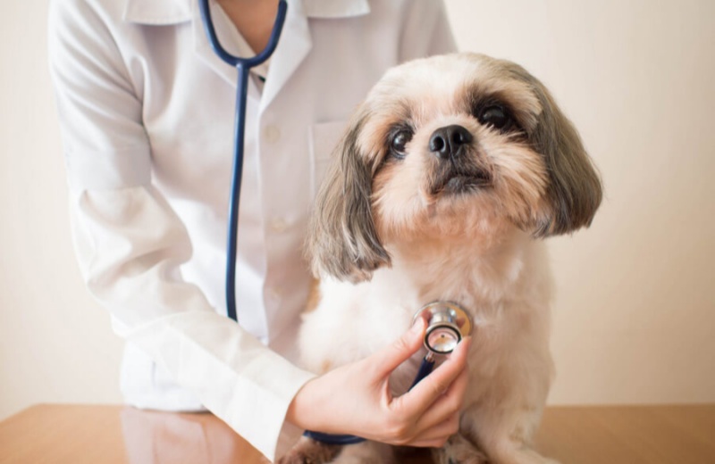 Ways To Do Daily Physical Exams For Your Dog