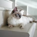 Ways To Keep Your Cat Healthy