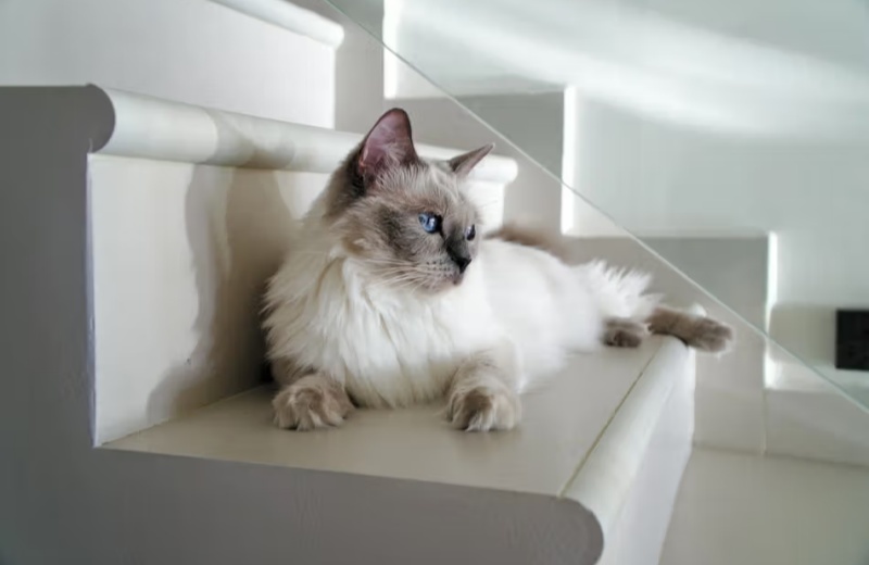 Ways To Keep Your Cat Healthy