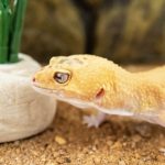 What You Should Know About Geckos